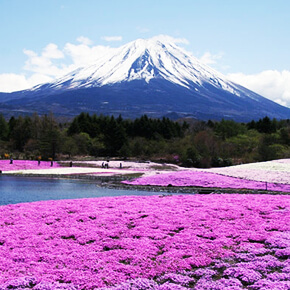 【唯美富士山】富士芝櫻祭+御殿場Premium Outlets購物・巴士一日遊（中文導遊+東京出發+指定酒店迎接+5/7~5/23限定）